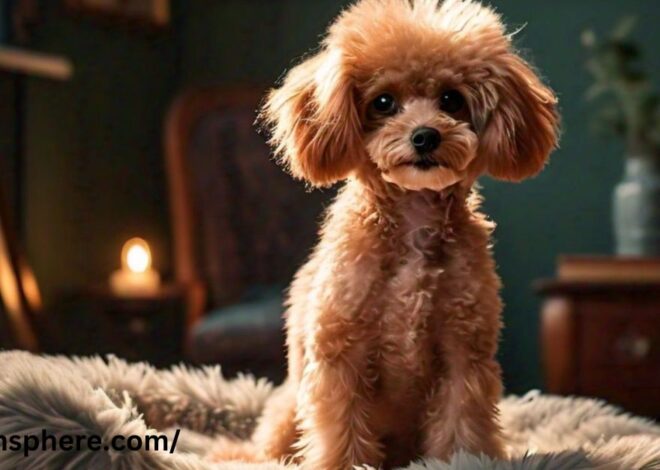 Toy Poodle: The Ultimate Guide to Your Tiny Companion in 2024